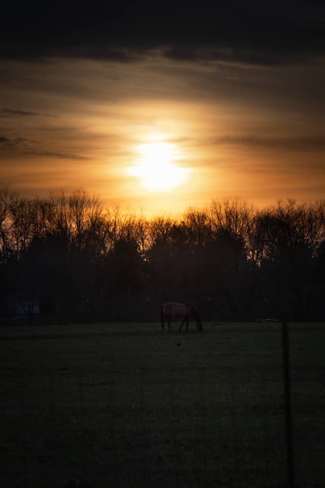Amanda Northern Road Horse Pasture - Image 1