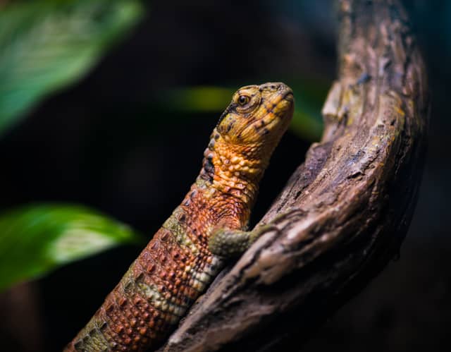Smithsonian National Zoo - Image 1