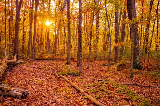 Allegheny National Forest - Image 1