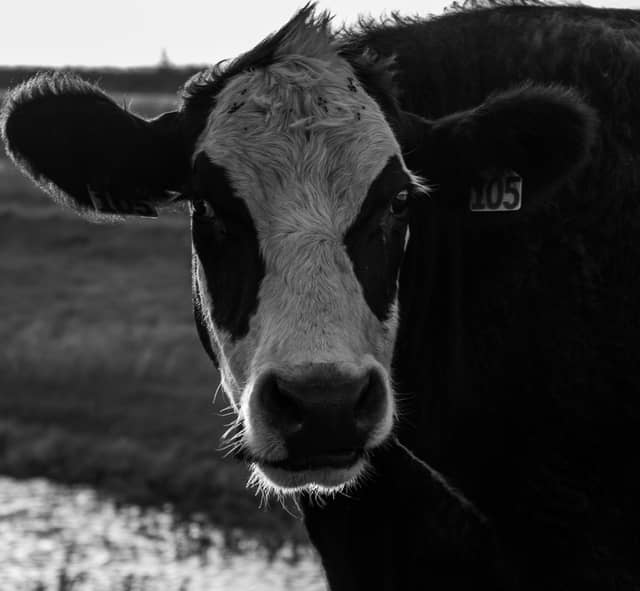 Kansas Heartland Pastures - Image 1