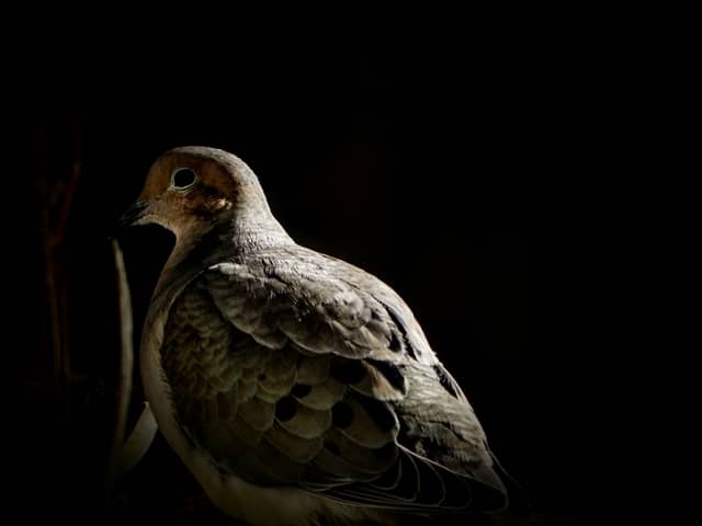 Taylorsville Wildlife Garden - Image 1