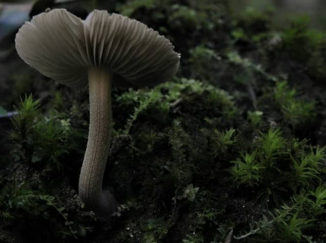 Hiddenite Forest Floor - Image 1