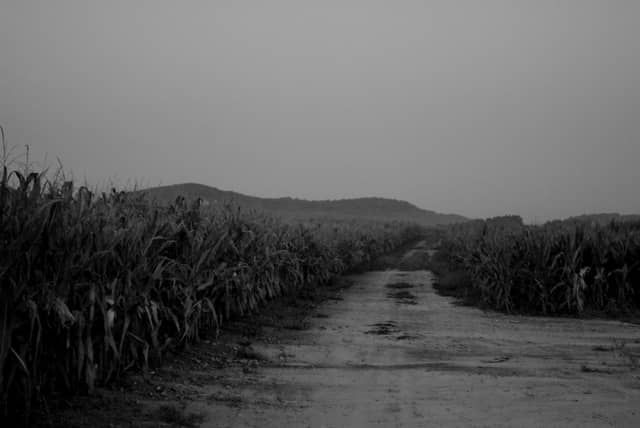 Taylorsville Farmland Vista - Image 1