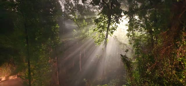 Gatlinburg Forest Light Rays - Image 1