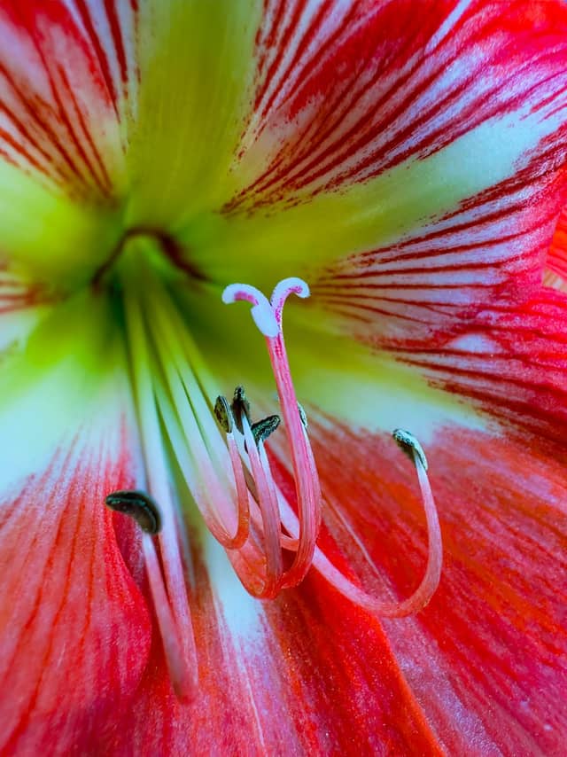 Ocala Floral Gardens - Image 1