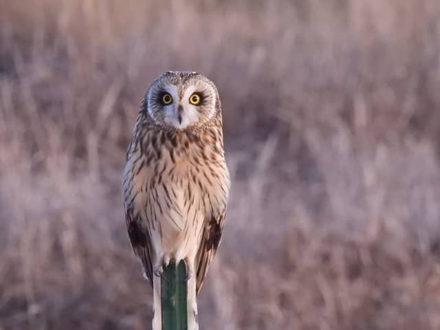Mission Valley Raptor Route - Image 1
