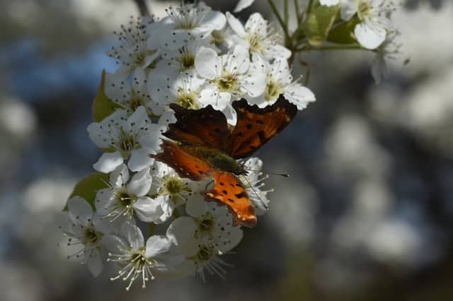 Columbus Spring Blossoms - Image 1