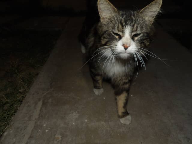 Yuma Neighborhood Sidewalk - Image 1