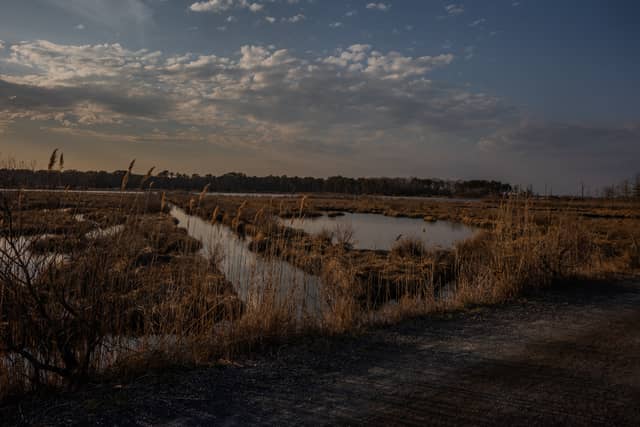 Cattus Island Salt Marshes - Image 1