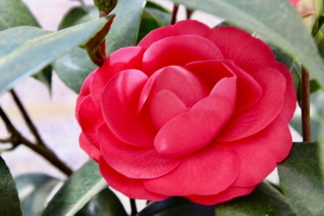 Cold Creek Nurseries - Image 1