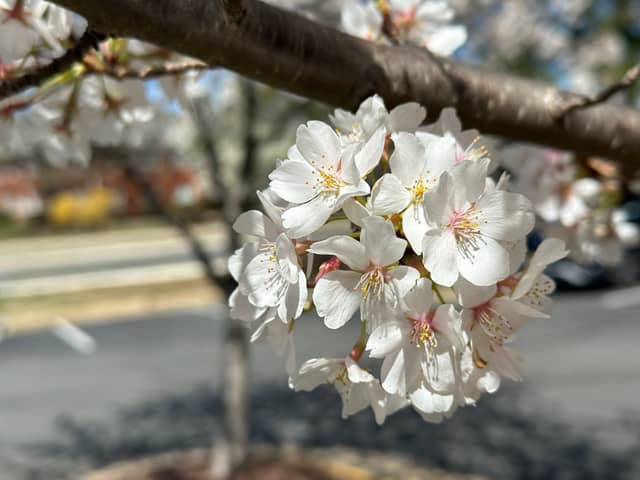 Herndon Parkway Cherry Blossoms - Image 1