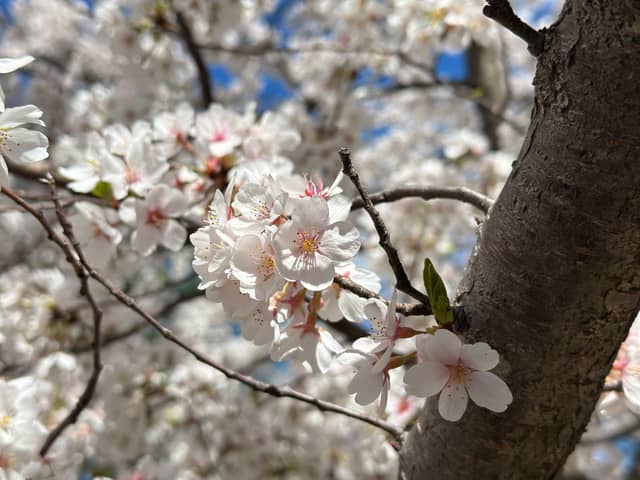 Herndon Parkway Cherry Blossoms - Image 1