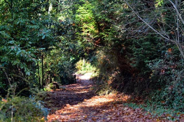 Lake Fenwick Park Trail - Image 1