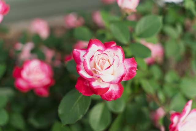 Moncks Corner Garden - Image 1