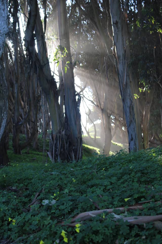 Palm Beach Eucalyptus Grove - Image 1