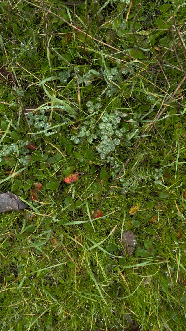 Hilltop Nature Patch - Image 1