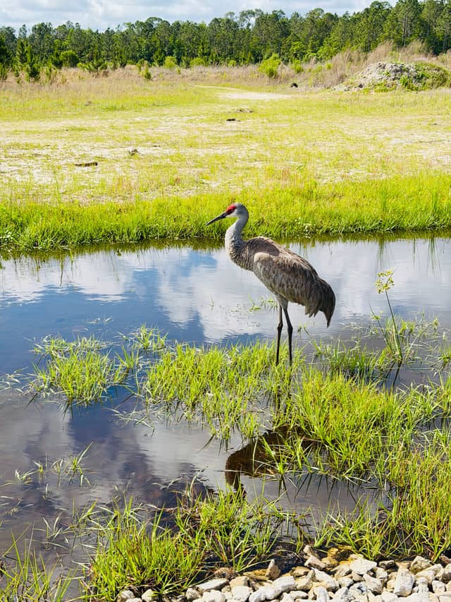 Daytona Beach Wetlands - Image 1