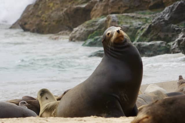 Silver Strand Beach Wildlife Spot - Image 1