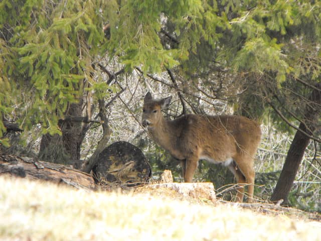 Upper Lake Park Wooded Area - Image 1