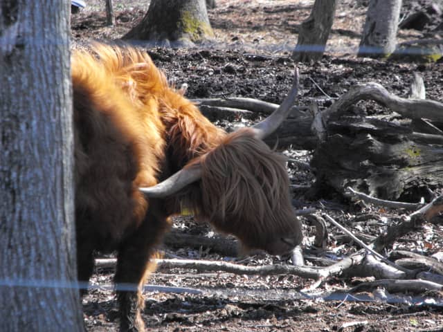Highland Cow Pasture - Image 1