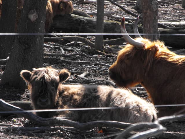 Janesville Highland Cattle Farm - Image 1