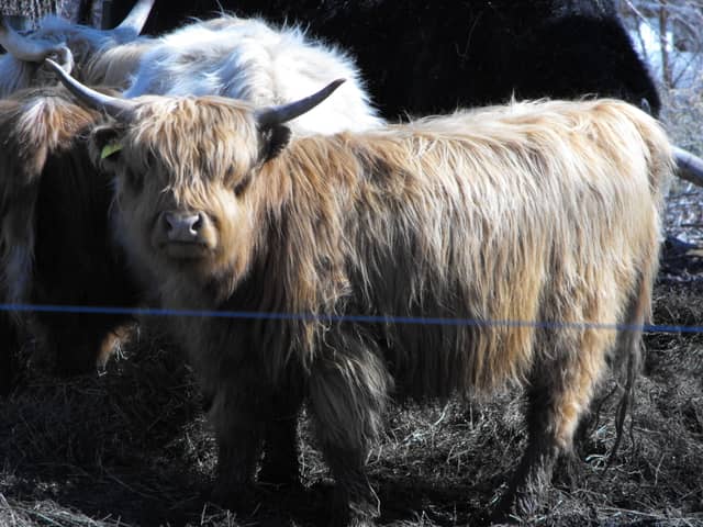 Janesville Highland Cattle Pasture - Image 1