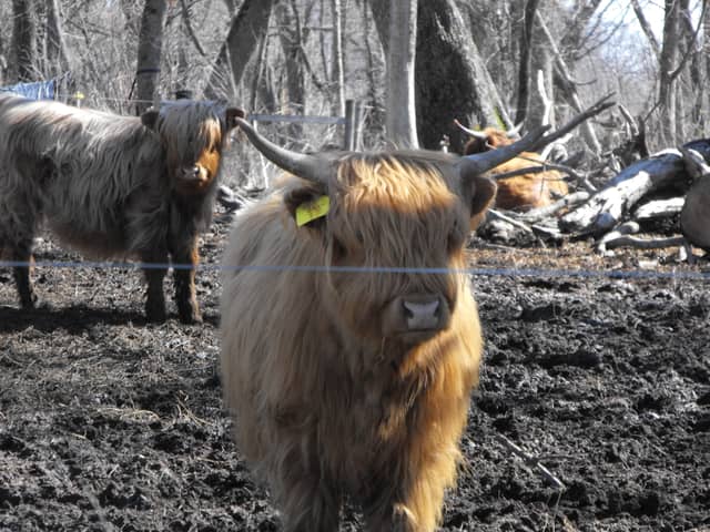 Pennycook Road Highland Cattle Farm - Image 1
