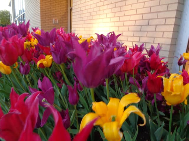 Van Buren Street Tulip Garden - Image 1