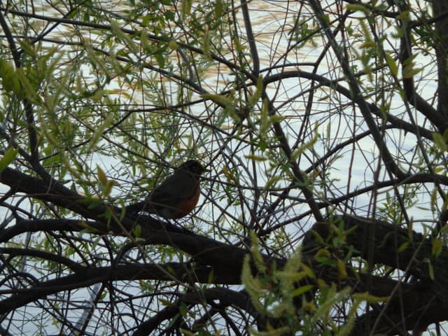 Milwaukee Lakefront Wildlife Overlook - Image 1