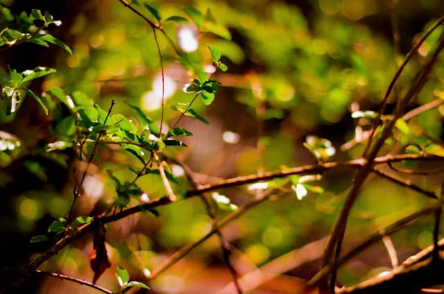 Pocola Nature Trail - Image 1
