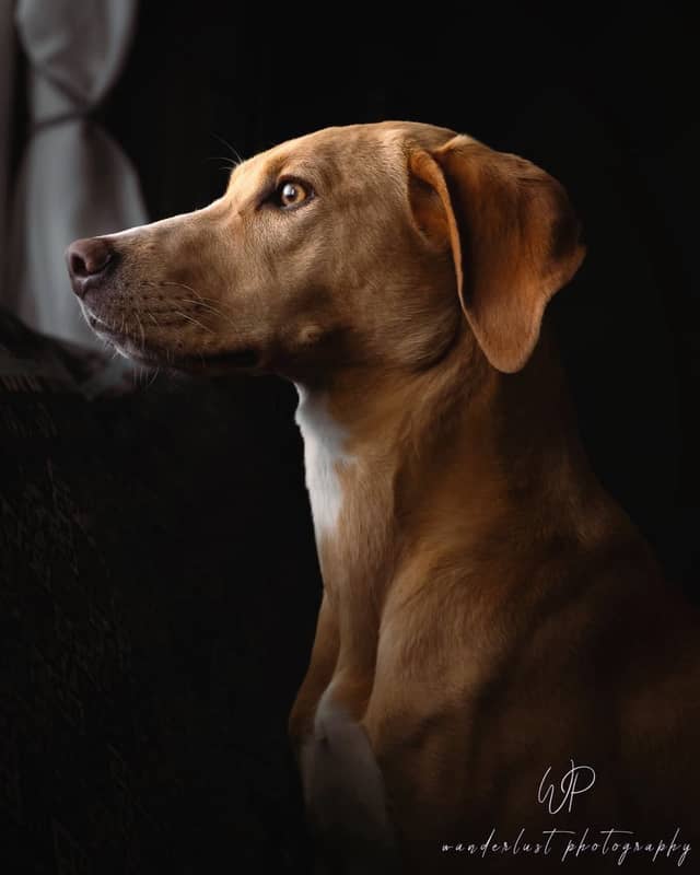 Amo Natural Light Pet Studio - Image 1