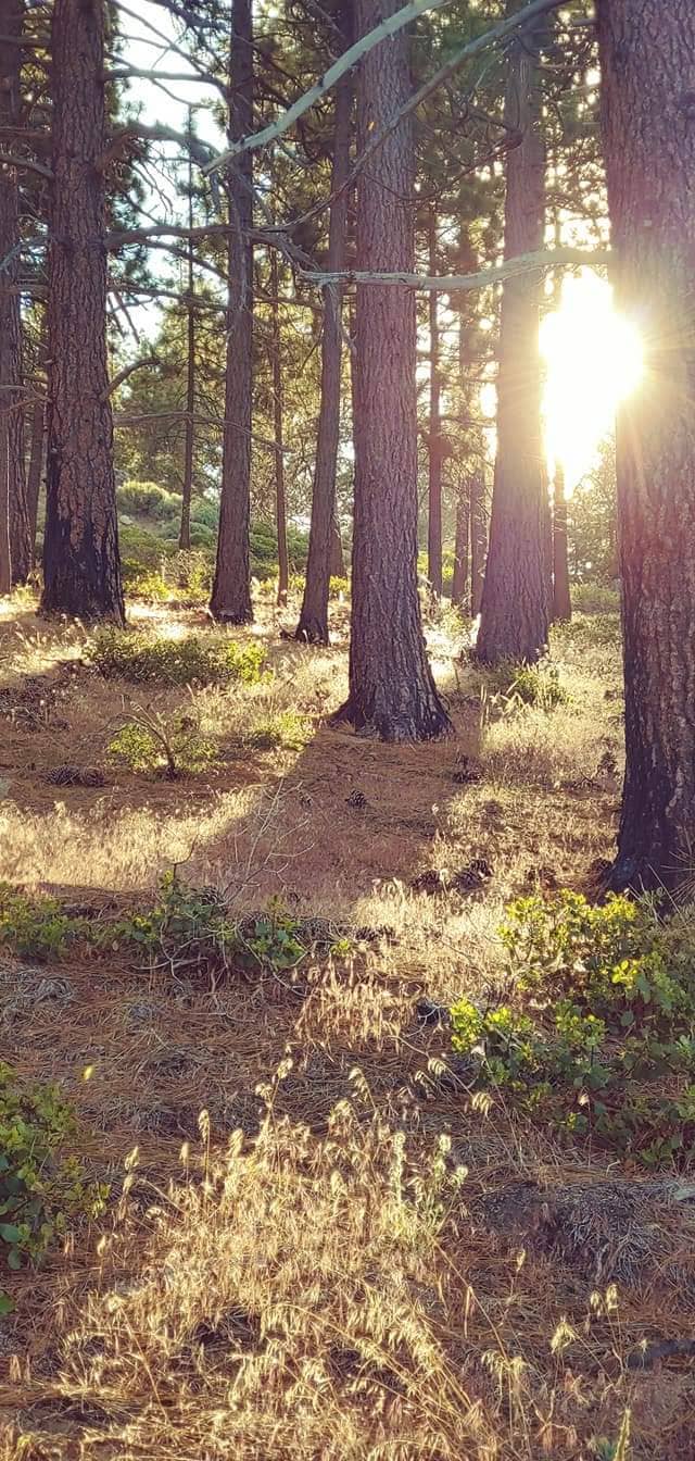 Westfield Pine Forest - Image 1