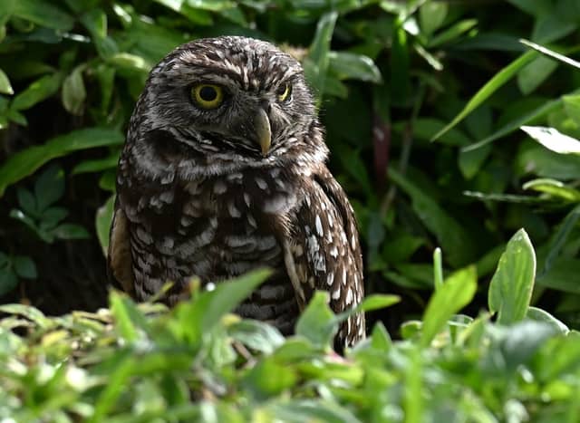 Southwest Ranches Burrowing Owl Habitat - Image 1