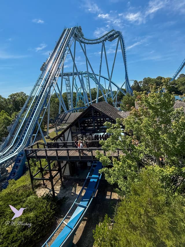 Griffon at Busch Gardens Williamsburg - Image 1