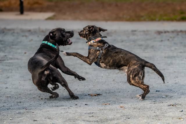 King Farm Dog Park - Image 1