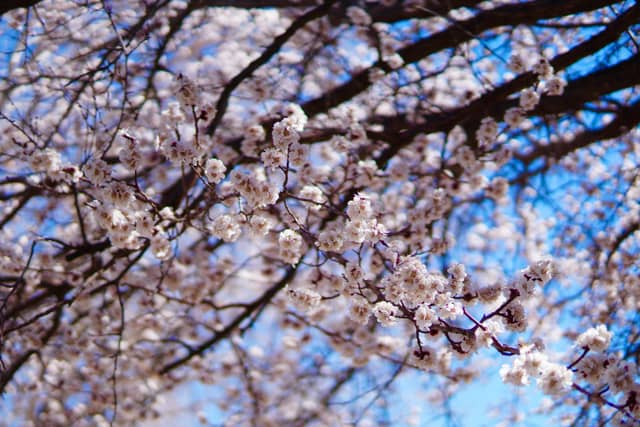 Bloomfield Orchard Blossoms - Image 1