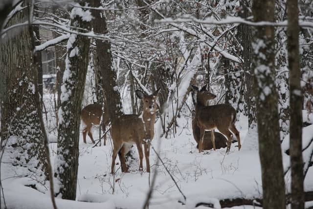 Pocono Mountains Winter Woods - Image 1