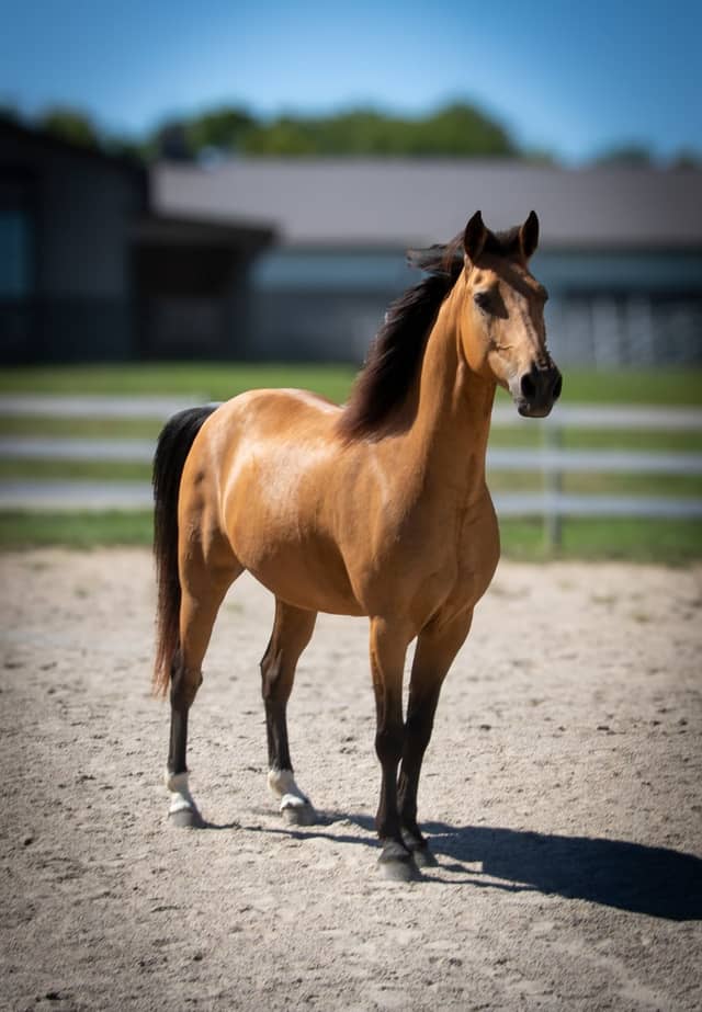 Longview Horse Park - Image 1