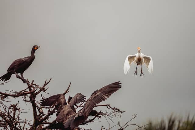 Wakodahatchee Wetlands - Image 1