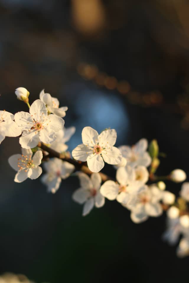 Santa Cruz Spring Blossoms - Image 1