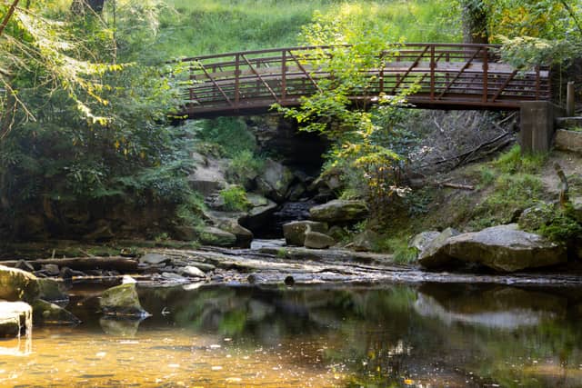 Cook Forest State Park Footbridge - Image 1