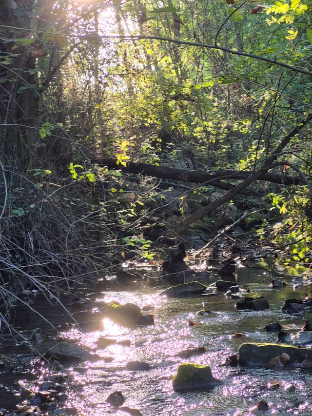 Sunlit Forest Stream - Image 1