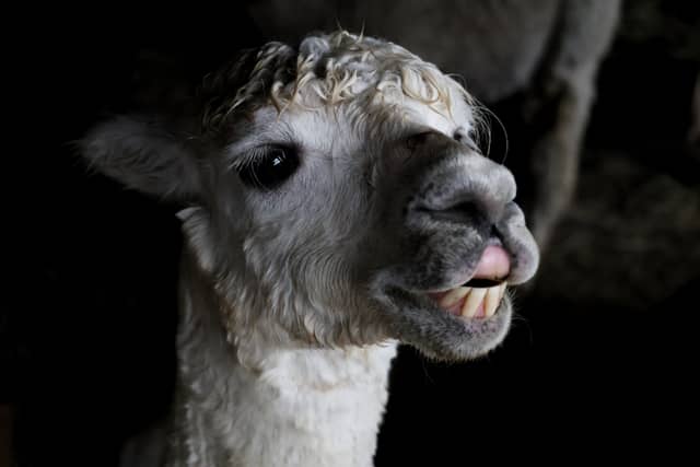 Grand Lake Alpacas - Image 1