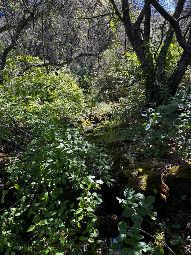 Sierra Foothills Woodland Creek - Image 1