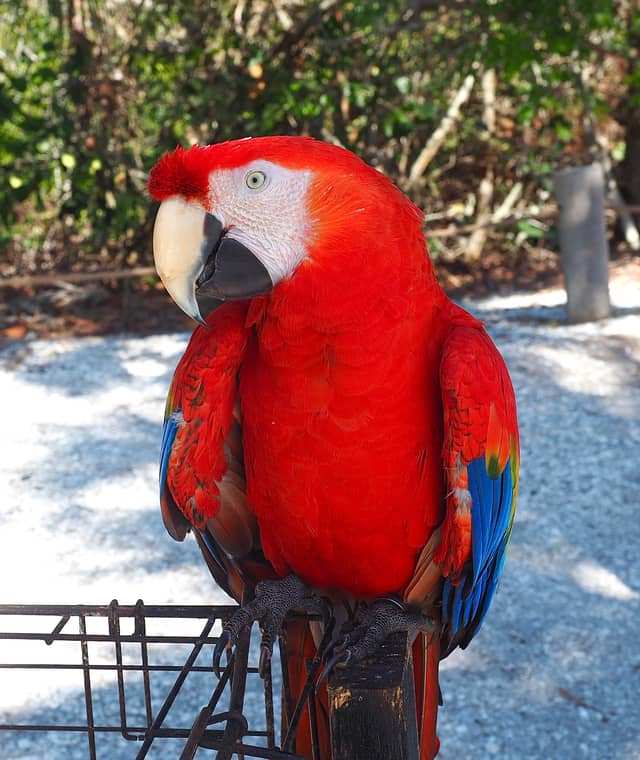 Casey Key Tropical Bird Haven - Image 1