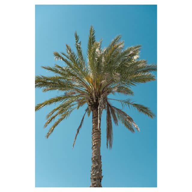 Destin Coastal Palm - Image 1