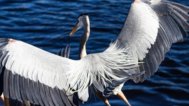 Sweetwater Wetlands Park - Image 1