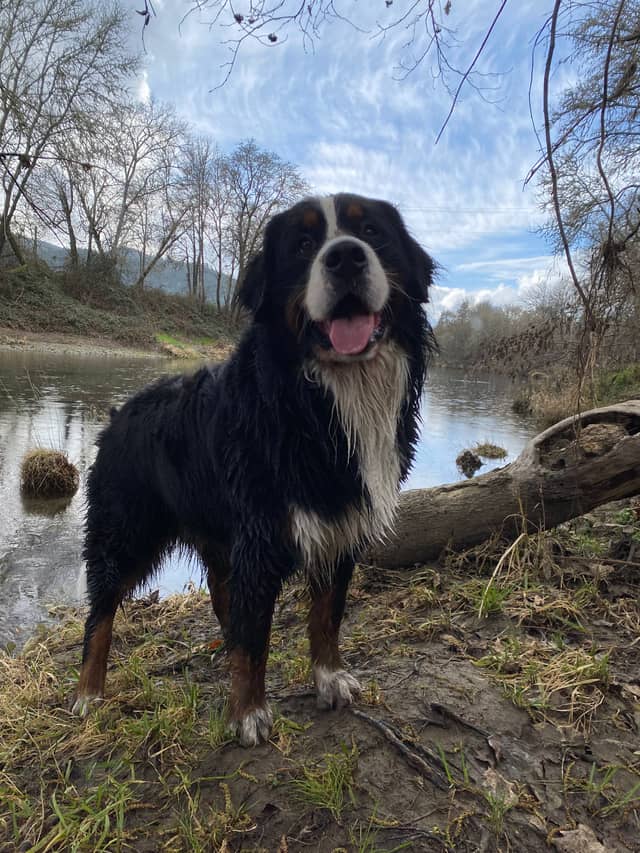 Cow Creek Riverbank - Image 1