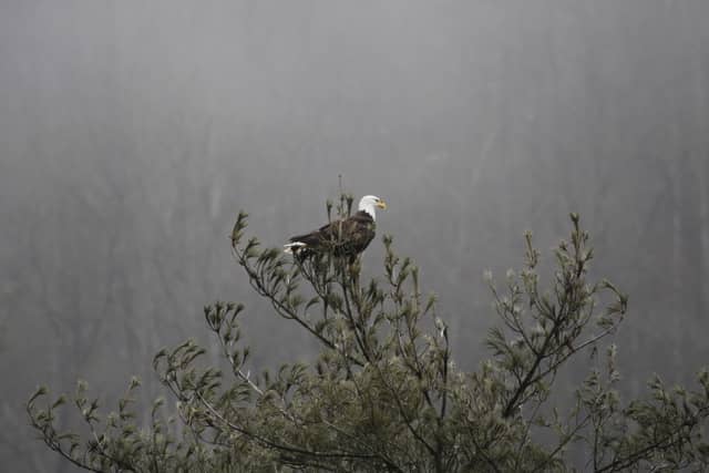 Little Pine Creek State Park - Image 1