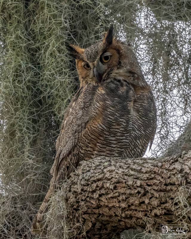 Ocala National Forest Woodlands - Image 1